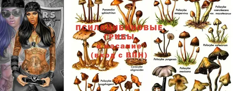 закладки  Георгиевск  Галлюциногенные грибы MAGIC MUSHROOMS 